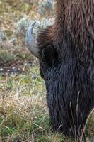 bisonte americano vagando por las llanuras de yellowstone foto