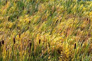 Common Bulrush along the Yellowstone River photo