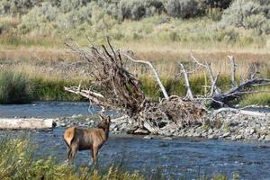 Elk or Wapiti in Yellowstone photo