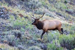 alce o wapiti en piedra amarilla foto