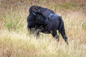 American bison on the plains in Yellowstone photo