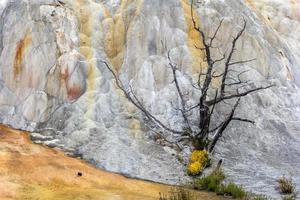 Mammoth Hot Springs photo