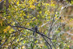 Pewee de madera occidental encaramado en un árbol foto