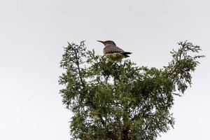 parpadeo de eje rojo del norte posado en un árbol foto