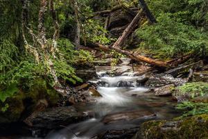 Damp dark Holland Creek in Montana photo