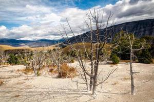 Dead Trees at Mammoth Hot Springs photo