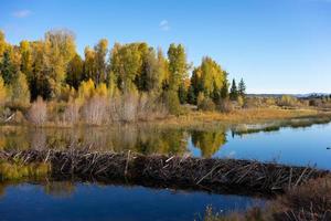 Beaver dam spanning the Snake River in Wyoming photo