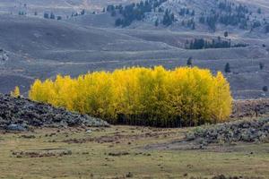 Countryside of Yellowstone National Park photo