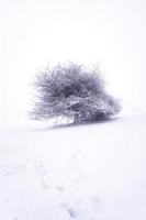 nieve en el árbol de la montaña en temporada de invierno foto