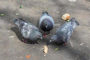 Two pigeons are eating a piece of bread on the ground, a third is watching them photo