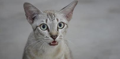 The portrait of thai street cat. photo