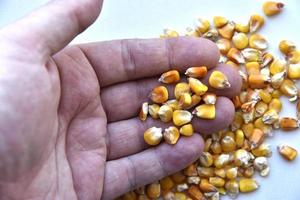 Corn seeds on a white background and in hand photo