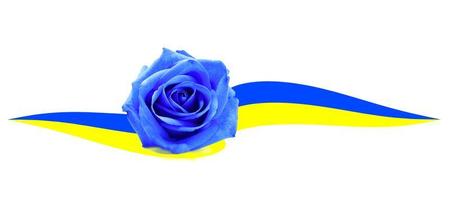 pink blue and ukraine flag. lovely Ukrainian.The national flag of Ukraine. Symbol, poster, flag of the Ukrainian national flag.Flag of Ukraine with a blue rose. Ukrainian Russian conflict symbol. photo