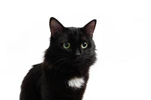 Sedentary black, beautiful and cute cat on white background, isolate.