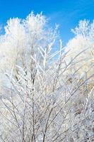 Covered with snow and frost tree branches on a frosty winter day. photo