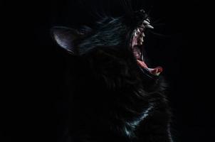 Black cat with white fangs on black background yawning opened her mouth.