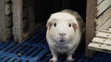 White Hamster. little pet hamster on plastic and wooden cage. photo