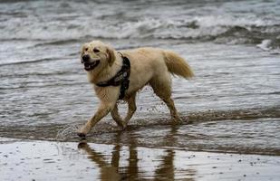 golden retriever saliendo del mar foto