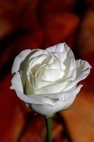 flor blanca flor de cerca fondo agrícola rosa familia rosaceae alta calidad tamaño grande impresiones botánicas foto