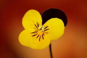 Colorful flower blossom close up agricultural background viola tricolor L. family violaceae high quality big size botanical print photo