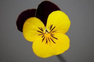 Colorful flower blossom close up agricultural background viola tricolor L. family violaceae high quality big size botanical print photo