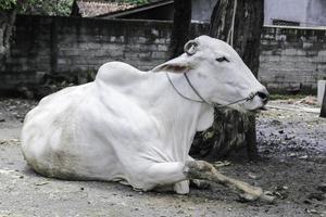 Ongole Crossbred cattle or Javanese Cow or White Cow or sapi peranakan ongole or Bos taurus is the largest cattle in Indonesia in traditional farm, Indonesia. Traditional livestock breeding. photo