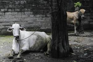 Ongole Crossbred cattle or Javanese Cow or White Cow or sapi peranakan ongole or Bos taurus is the largest cattle in Indonesia in traditional farm, Indonesia. Traditional livestock breeding. photo