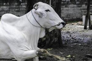 Ongole Crossbred cattle or Javanese Cow or White Cow or sapi peranakan ongole or Bos taurus is the largest cattle in Indonesia in traditional farm, Indonesia. Traditional livestock breeding. photo