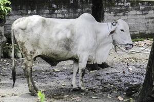 Ongole Crossbred cattle or Javanese Cow or White Cow or sapi peranakan ongole or Bos taurus is the largest cattle in Indonesia in traditional farm, Indonesia. Traditional livestock breeding. photo