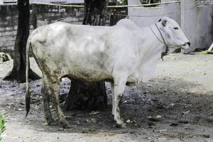 Ongole Crossbred cattle or Javanese Cow or White Cow or sapi peranakan ongole or Bos taurus is the largest cattle in Indonesia in traditional farm, Indonesia. Traditional livestock breeding. photo