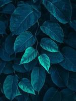 green and blue plant leaves in springtime photo