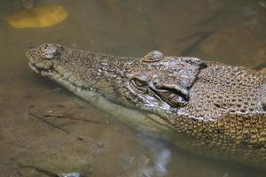 Saltwater crocodile  or Saltwater crocodile or Indo Australian crocodile or Man-eater crocodile. sunbathing at the swamp. photo