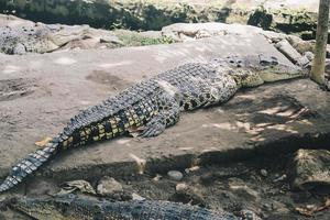 Saltwater crocodile  or Saltwater crocodile or Indo Australian crocodile or Man-eater crocodile. sunbathing at the swamp. photo