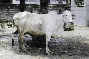 Ongole Crossbred cattle or Javanese Cow or White Cow or sapi peranakan ongole or Bos taurus is the largest cattle in Indonesia in traditional farm, Indonesia. Traditional livestock breeding. photo