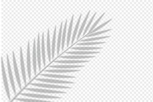 shadows overlay of palm leaf Template for your design vector