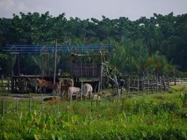 las vacas se quedan en la granja foto