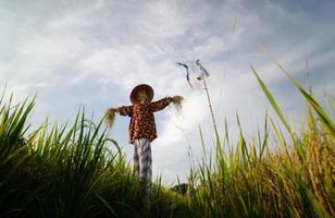 vista de ángulo bajo espantapájaros con traje de malasia foto