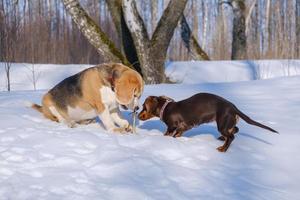 beagle dog playing with a dachshund puppy while walking in a snowy park photo