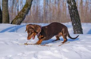 lindo cachorro dachshund de color café en un paseo por un parque nevado foto
