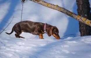 lindo cachorro dachshund de color café en un paseo por un parque nevado foto