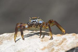 Sally Lightfoot Crab on a Rock photo