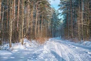 bosque de pinos de invierno en la nieve en un día soleado foto