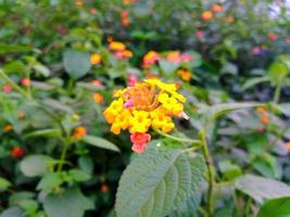 descargar fondos de pantalla de flores naturales foto