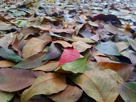 fondo de hoja de árbol foto