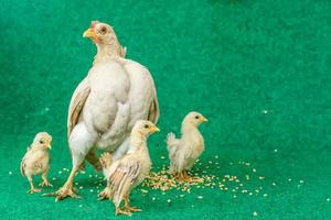 la gallina y los pollitos de serama amarillos sobre un fondo de césped artificial. foto