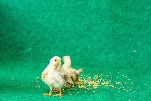 The yellow serama chicks on a artificial grass background. photo