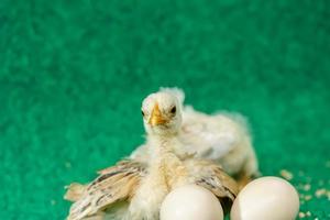 The yellow serama chicks and egg on a artificial grass background. photo