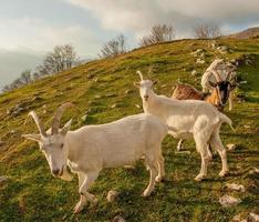 Goats in high mountain pasture photo