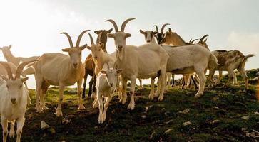 Goats in high mountain pasture photo