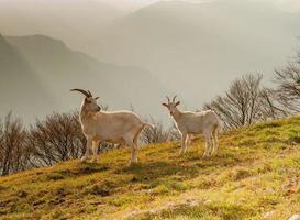 Goats in high mountain pasture photo